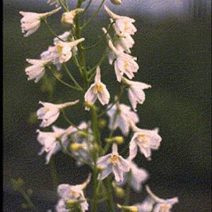 Delphinium 'Moerheimii'