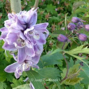 Dephinium 'Magic Fountains Deep Rose with White Bee'