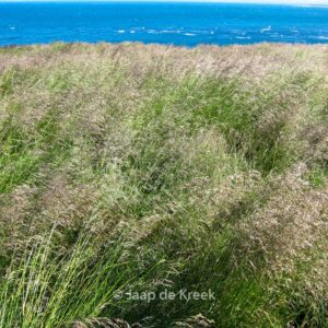 Deschampsia cespitosa