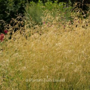 Deschampsia cespitosa 'Goldschleier'