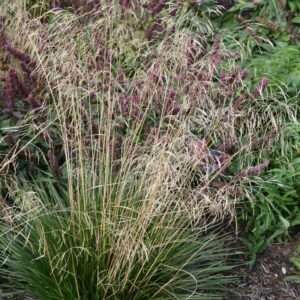 Deschampsia cespitosa 'Schottland'