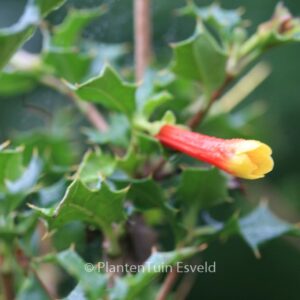 Desfontainea spinosa