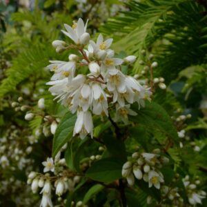 Deutzia crenata 'Nimue'