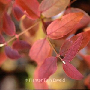 Deutzia crenata 'Pride of Rochester'