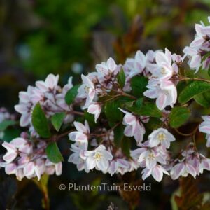 Deutzia elegantissima 'Fasciculata'