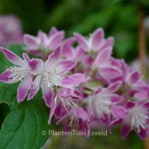 Deutzia hybrida 'Strawberry Fields'
