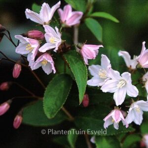 Deutzia purpurascens 'Kalmiiflora'