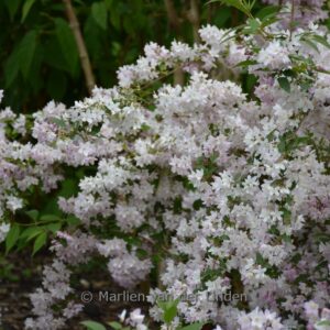 Deutzia rosea