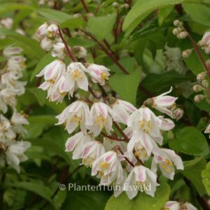 Deutzia schneideriana