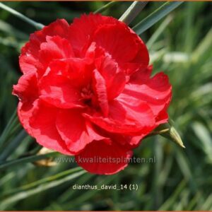Dianthus 'David'