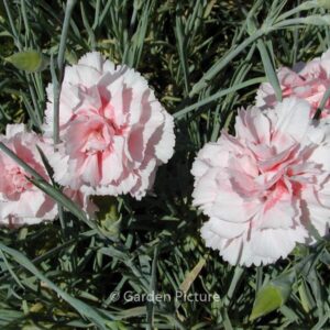 Dianthus 'Doris'