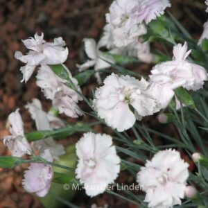 Dianthus 'Haytor White'
