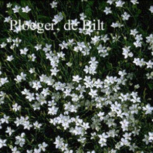 Dianthus deltoides 'Albiflorus'