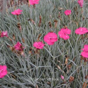 Dianthus gratianopolitanus 'Badenia'