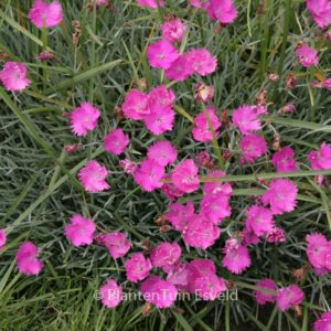 Dianthus gratianopolitanus 'Feuerhexe'