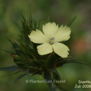 Dianthus knappii