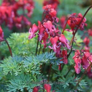Dicentra formosa 'Red Fountain'