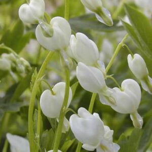 Dicentra spectabilis 'Alba'