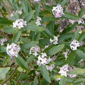 Dicentra spectabilis 'Cupid'