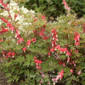 Dicentra spectabilis 'Hordival' (VALENTINE)