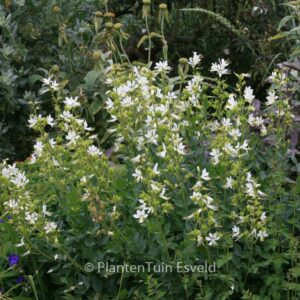 Dictamnus albus 'Albiflorus'