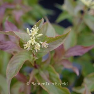 Diervilla splendens 'G2X88544' (KODIAK ORANGE)