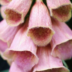 Digitalis 'Mertonensis'