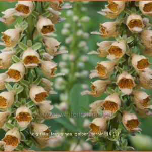 Digitalis ferruginea 'Gelber Herold'