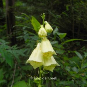 Digitalis lutea