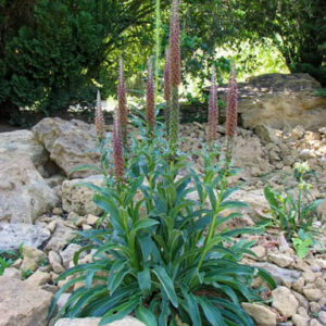 Digitalis parviflora
