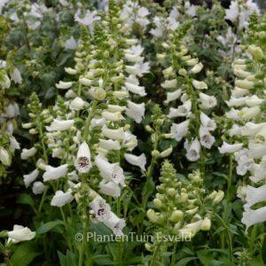 Digitalis purpurea 'Alba'