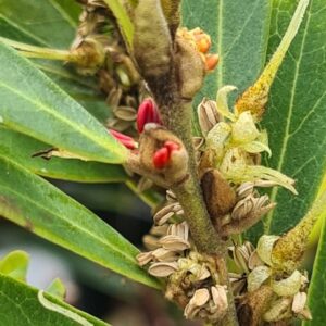 Distylium buxifolium