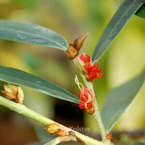 Distylium myricoides