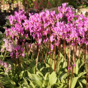 Dodecatheon meadia 'Queen Victoria'