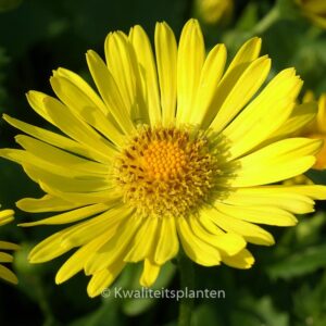 Doronicum orientale 'Little Leo'