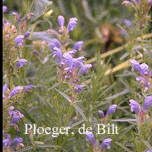 Dracocephalum ruyschiana