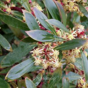 Drimys lanceolata 'Red Spice'