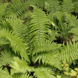 Dryopteris affinis