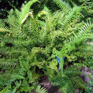 Dryopteris affinis 'Cristata'