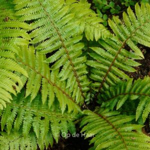 Dryopteris crassirhizoma