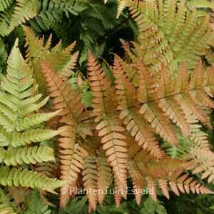 Dryopteris erythrosora