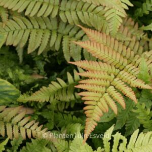 Dryopteris erythrosora 'Brilliance'