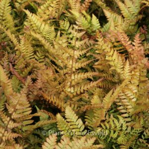 Dryopteris erythrosora 'Prolifica'