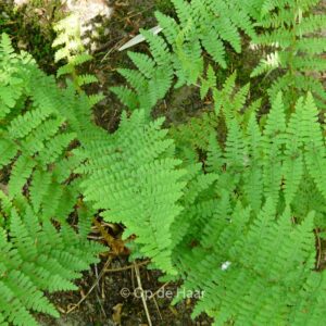 Dryopteris filix-mas 'Barnesii'