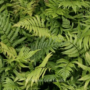 Dryopteris lepidopoda