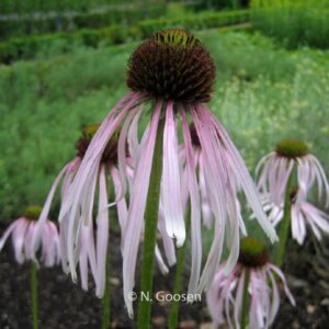 Echinacea angustifolia