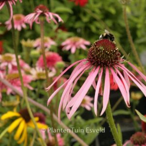 Echinacea pallida