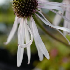 Echinacea pallida 'Hula Dancer'