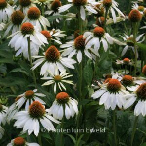 Echinacea purpurea 'Alba'