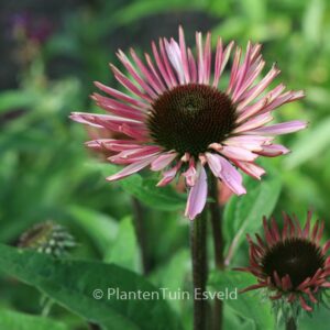 Echinacea purpurea 'Augustkoenigin'